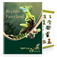 Reptile Fairyland